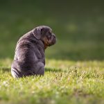 Dog Poop Pickup in Hazel Park