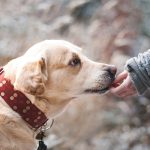 Dog Poop Pickup in Hazel Park