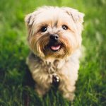 Dog Poop Pickup in Hazel Park